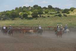 Steer penning at Gymkhana